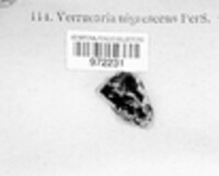 Verrucaria nigrescens f. nigrescens image